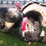  Confirmado un foco de gripe aviar en una explotación de pavos de engorde en Huelva