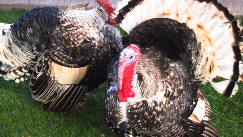 Un ejemplar de pavo. EUROPA PRESS