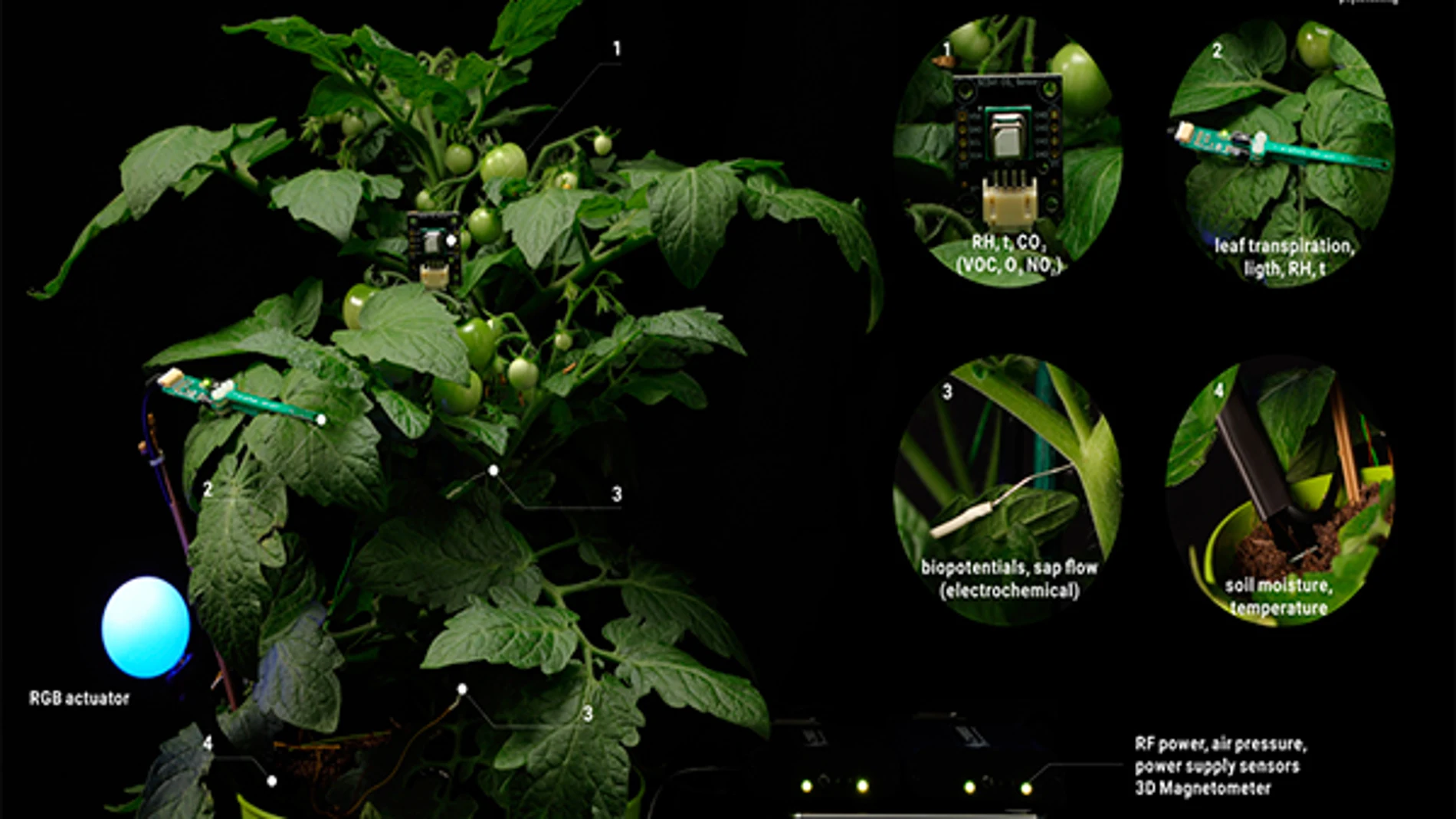 Planta de tomate monitorizada con los sensores desarrollados en WatchPlant.