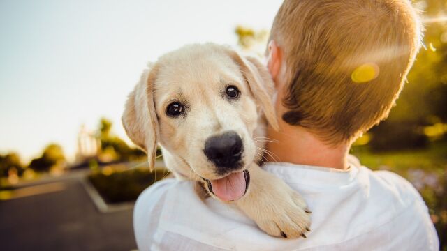 Los perros son las principales víctimas de estos tristes sucesos