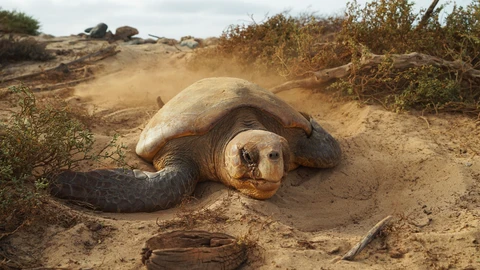Fundación Oceanogràfic viaja a Cabo Verde para hallar respuesta a la colonización de tortugas marinas en el Mediterráneo