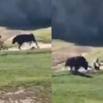 El ciclista recibió varias cornadas