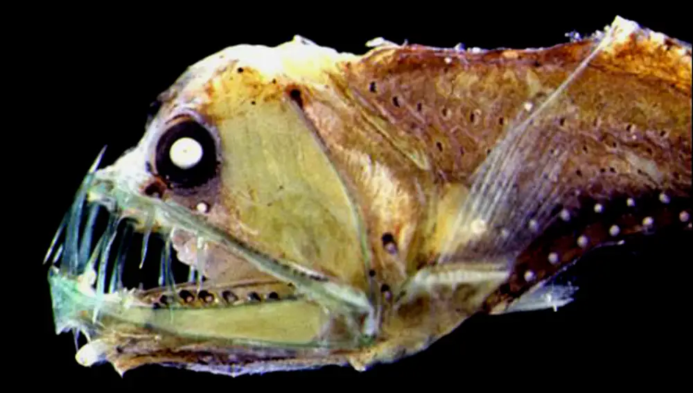 Fotografía del pez víbora en el estracho de Messina | Fuente: Wikipedia Commons/ Francesco Costa