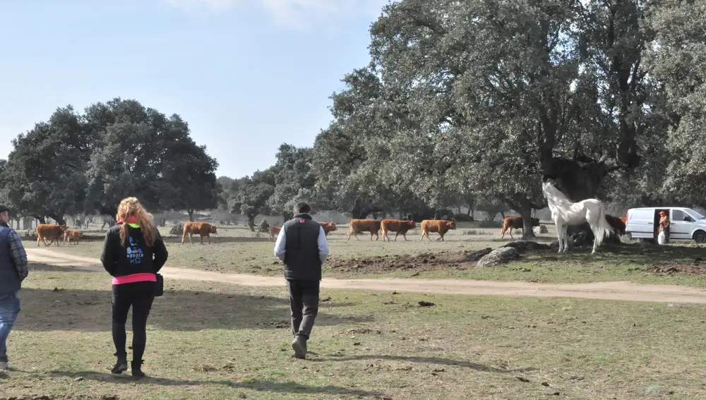 Ilustre, caballo policía adoptado, observa sus nuevas compañeras de finca