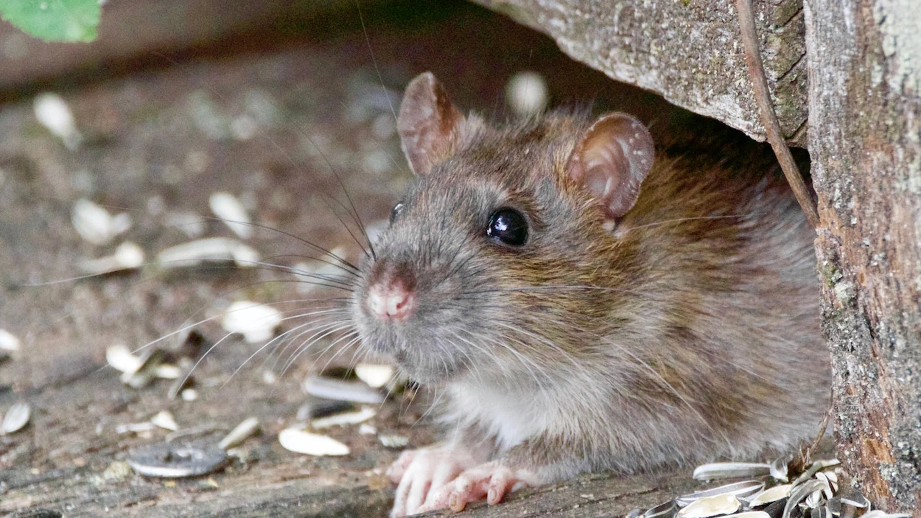 Ratas y ratones pueden ser transmisores