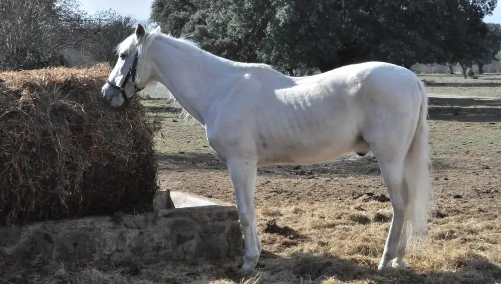 Ilustre, el caballo policía adoptado, disfruta por primera vez de comida natural en su nueva finca en El Escorial