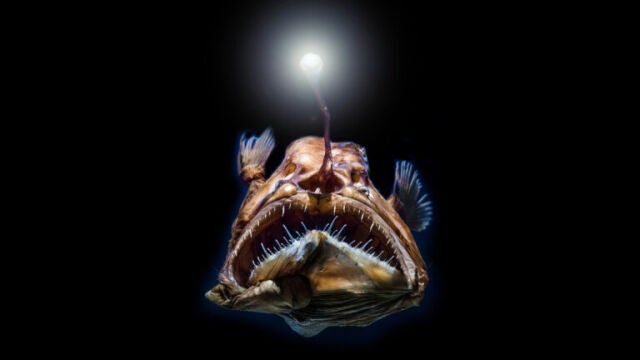 Imagen del "Diablo Negro" | Fuente: misanimales.com