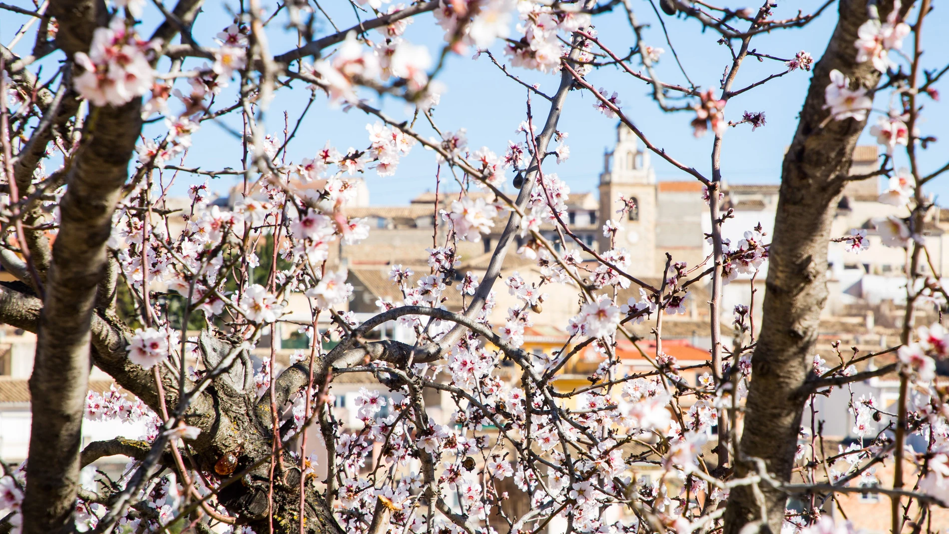 Almendros en flor en Torremanzanas, Alicante