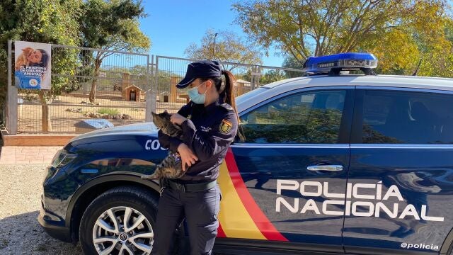 Detenido un acusado de pegar patadas a un gato doméstico que se había escondido debajo de su coche