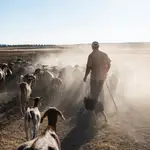 Un pastor cuida de su ganado en los campos de Ciudad Real