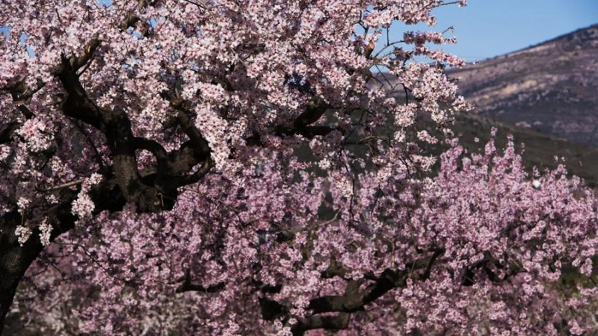 Almendros en flor en la localidad castellonense de Albocàsser
