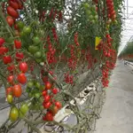 Cultivo del tomate en un invernadero de Almería