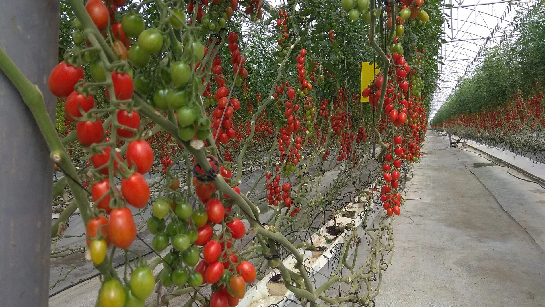 Cultivo del tomate en un invernadero de Almería