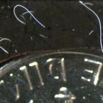 Bacterias "Thiomargarita magnifica", junto a una moneda de 10 centavos de dólar