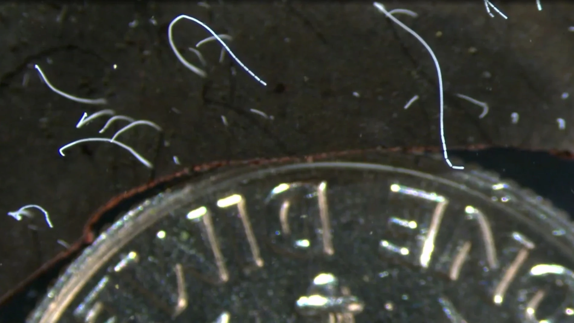 Bacterias "Thiomargarita magnifica", junto a una moneda de 10 centavos de dólar