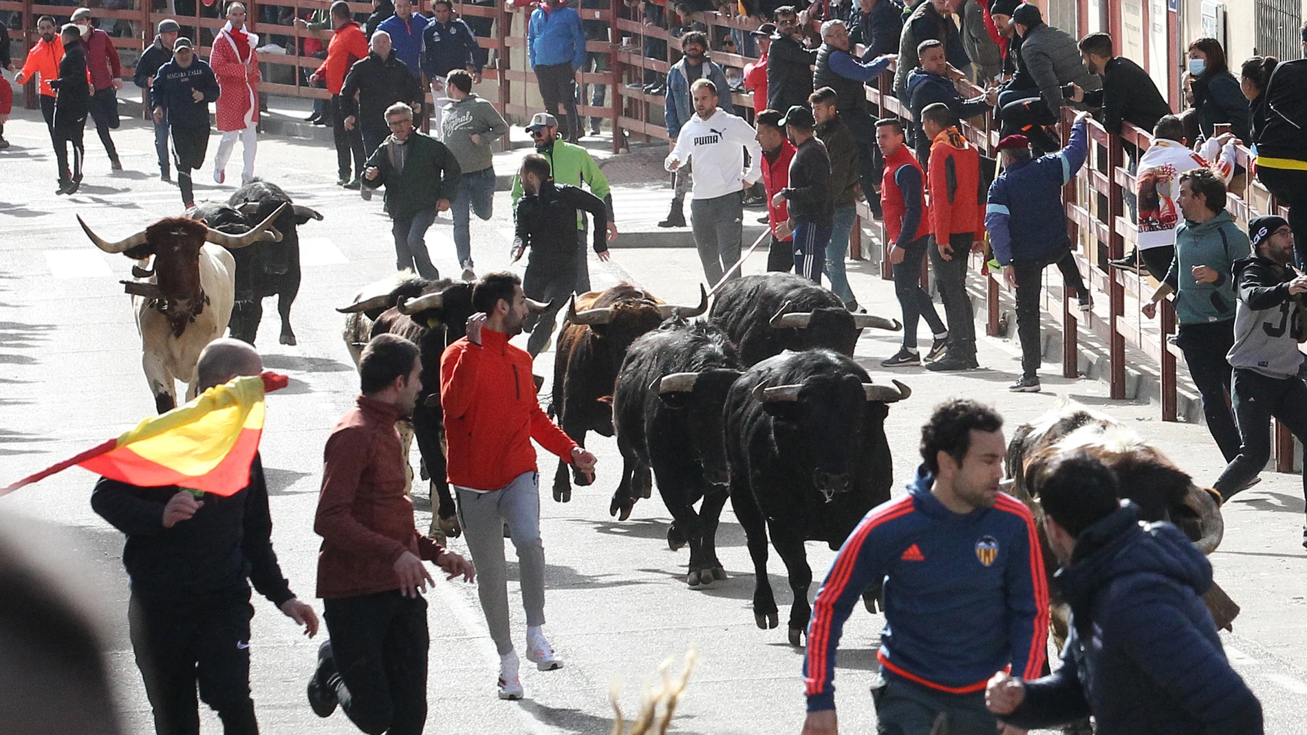 Varios mozos corren delante de los toros durante el pasado Carnaval del Toro de Ciudad Rodrigo