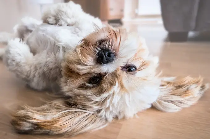 ¿Por qué los perros adoran revolcarse y rodar por el suelo?
