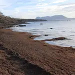 Alga asiática acumulada en la costa del Estrecho de Gibraltar. VERDEMAR