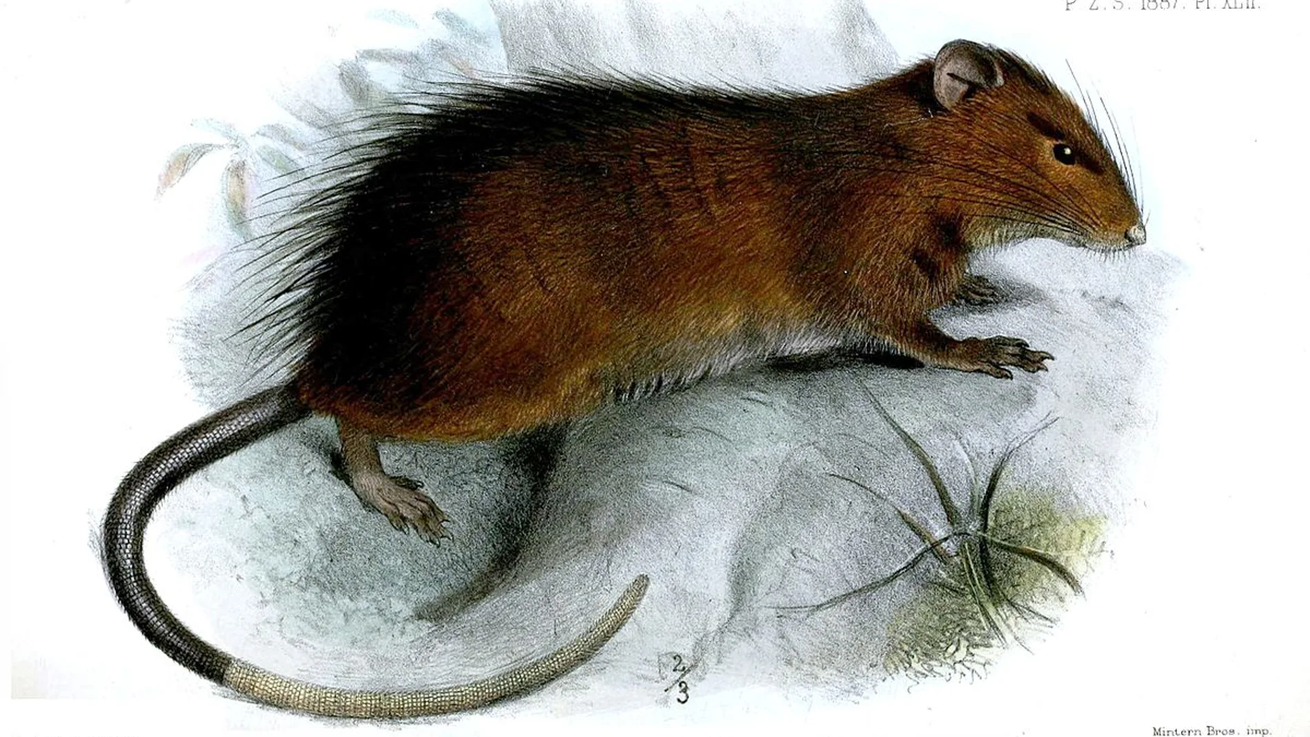 Representación de Joseph Smit de la especie Mus macleari, posteriormente reclasificada como Rattus macleari
