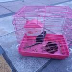 Abandonan un animal dentro de una jaula junto a un contenedor en el barrio de la Rochapea