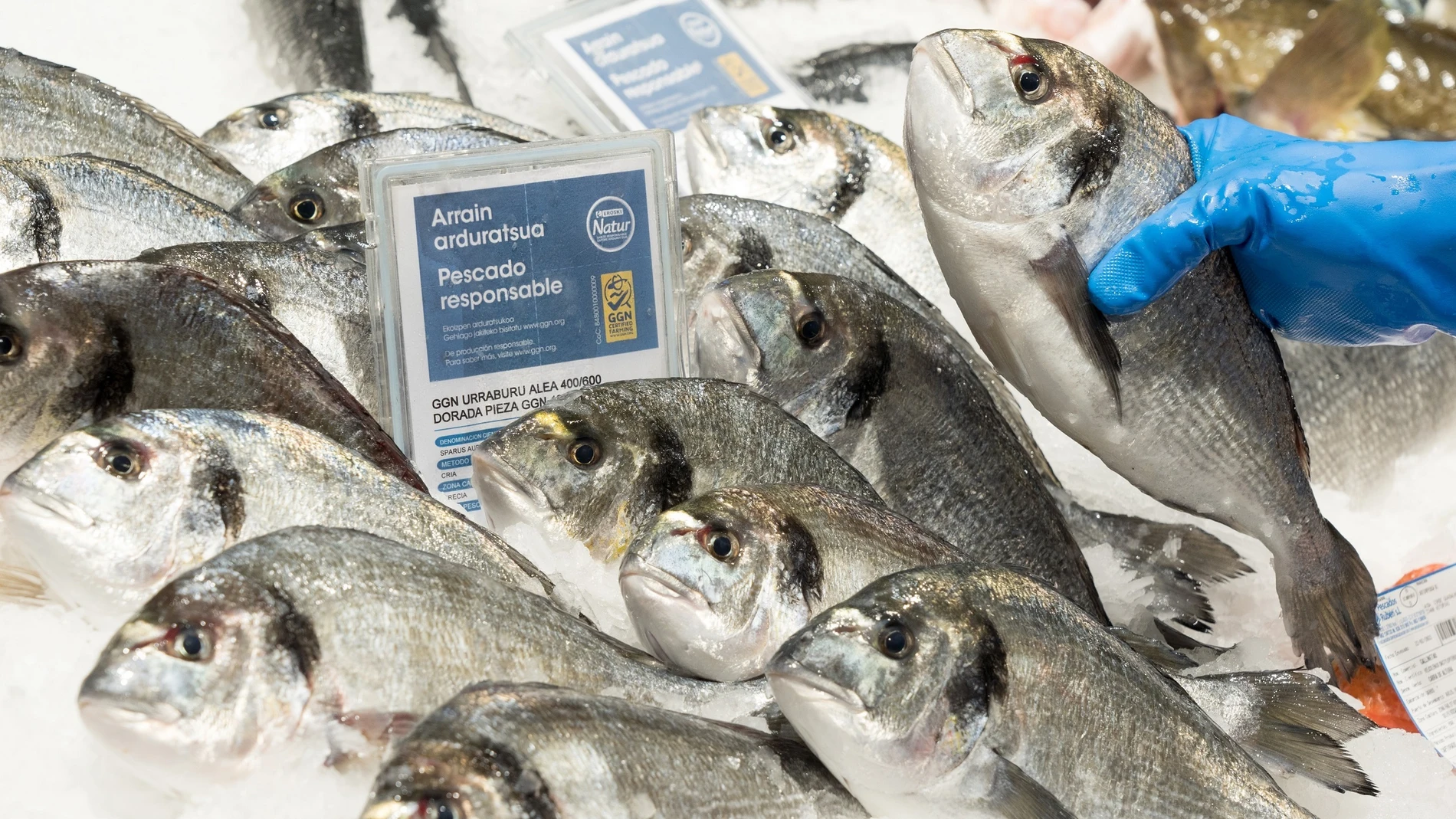Estos son los pescados y mariscos más baratos en el mercado y que menos han  subido por la inflación