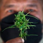 Un tailandés muestra los cogollos de cannabis cultivados en casa después de cosecharlos para cocinarlos en la provincia de Nakhon Pathom,