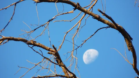 500 semillas de cinco especies arbóreas viajaron en la misión Apolo 14, en el año 1971, para comprobar si el espacio exterior afectaría su biología