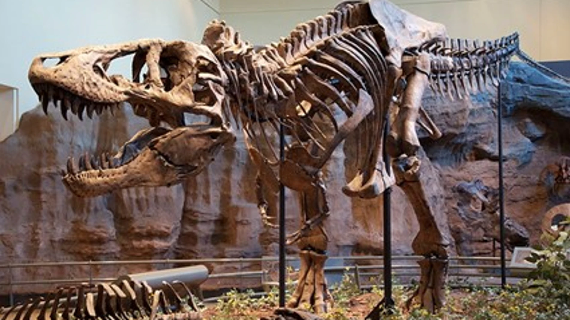 Holotipo de Tyranosaurus rex expuesto en el Carnegie Museum of Natural History, en Pittsburgh.