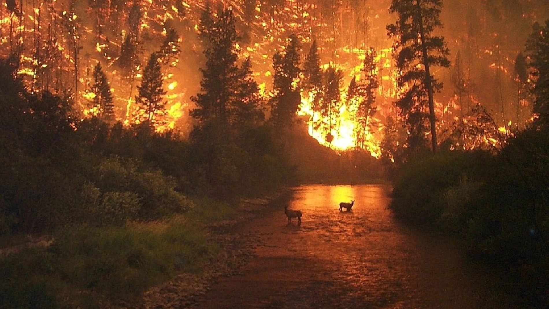 Un bosque en llamas con dos ciervos en primer plano
