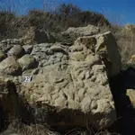 Descritas nuevas y gigantescas pisadas de dinosaurio en Teruel de más de 50 centímetros y 125 millones de años UNIVERSIDAD DE ZARAGOZA 15/03/2022