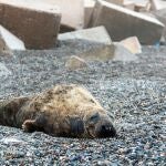 Un ejemplar macho de foca gris, que habita normalmente en el Atlántico norte, ha sido hallado vivo este jueves en la playa del Cable en Motril ( Granada)