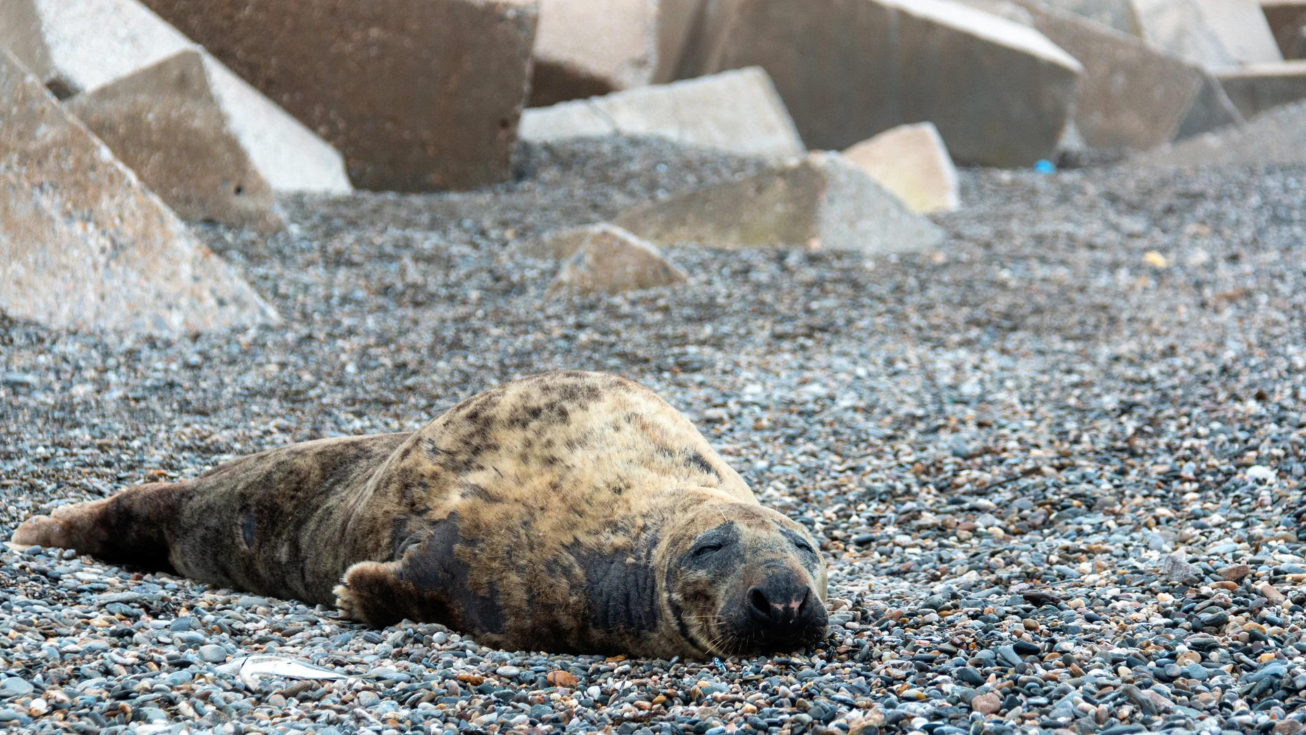 Un ejemplar macho de foca gris, que habita normalmente en el Atlántico norte, ha sido hallado vivo este jueves en la playa del Cable en Motril ( Granada)