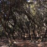 Los bosques de coníferas más afectados son los que se sitúan en el centro, norte y este de Europa