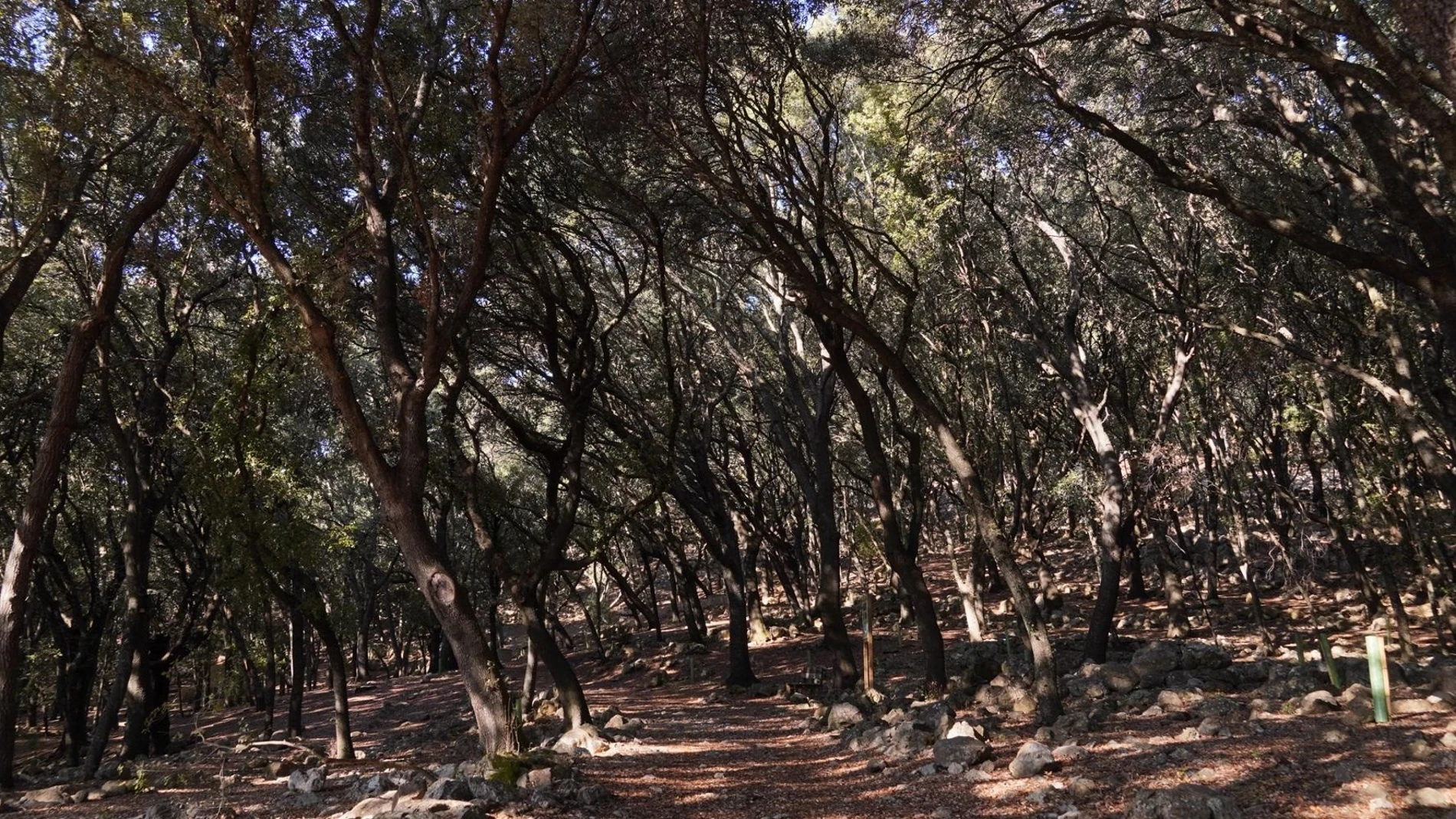 Los bosques de coníferas más afectados son los que se sitúan en el centro, norte y este de Europa