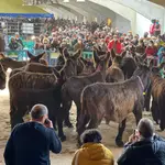  El interés por un burro en peligro de extinción despierta en Zamora tras la pandemia