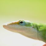 Anolis