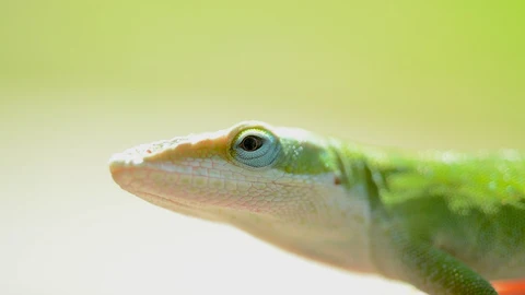 Anolis