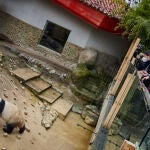 La reina Sofía durante el acto inaugural del 50 aniversario del Zoo de Madrid, este lunes. En este acto, celebrado en el Zoo Aquarium de Madrid, en la Casa de Campo, también participan la presidenta de la Comunidad de Madrid, Isabel Díaz Ayuso, el alcalde de la capital, José Luis Martínez-Almeida, y el embajador chino en España, Wu Haitao. Hoy la Reina Sofía de nuevo ha podido comprobar cuánto han crecido los últimos gemelos de oso panda gigante nacidos en este zoo, Jiu Jiu y You You, después de cumplir los seis meses de vida. Ella es su madrina de lujo.