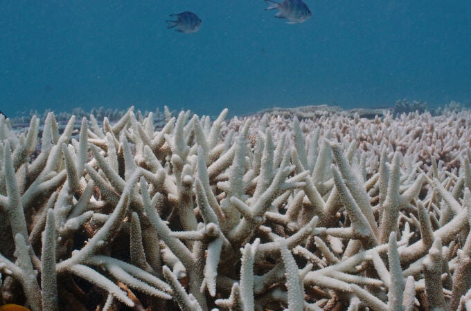 Imagen de la Gran Barrera de Coral, en Australia