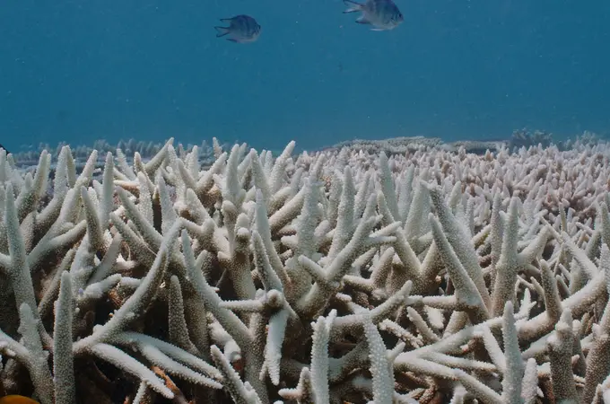 La Gran Barrera de Coral australiana sufre el peor deterioro de los últimos 30 años