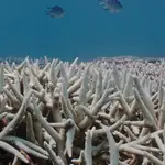 Imagen de la Gran Barrera de Coral, en Australia