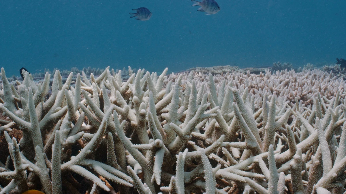 La Gran Barrera de Coral australiana sufre el peor deterioro de los últimos 30 años