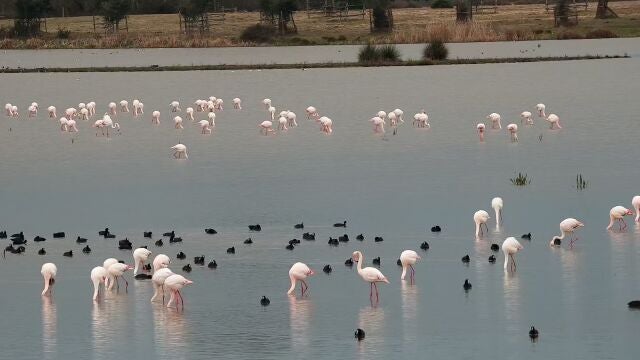 Parque Nacional de Doñana. SEO/BIRD LIFE