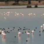 Parque Nacional de Doñana. SEO/BIRD LIFE