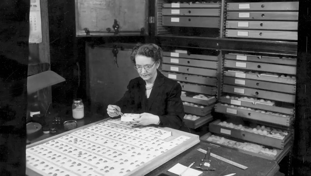 Ann McLellan Bigelow trabajando en las colecciones de huevos del Museo Field en 1951.