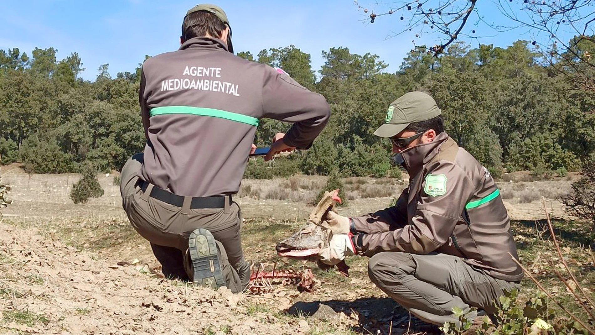 Agentes medioambientales de la Junta denuncian a un coto por la caza no autorizada de seis corzos en una montería