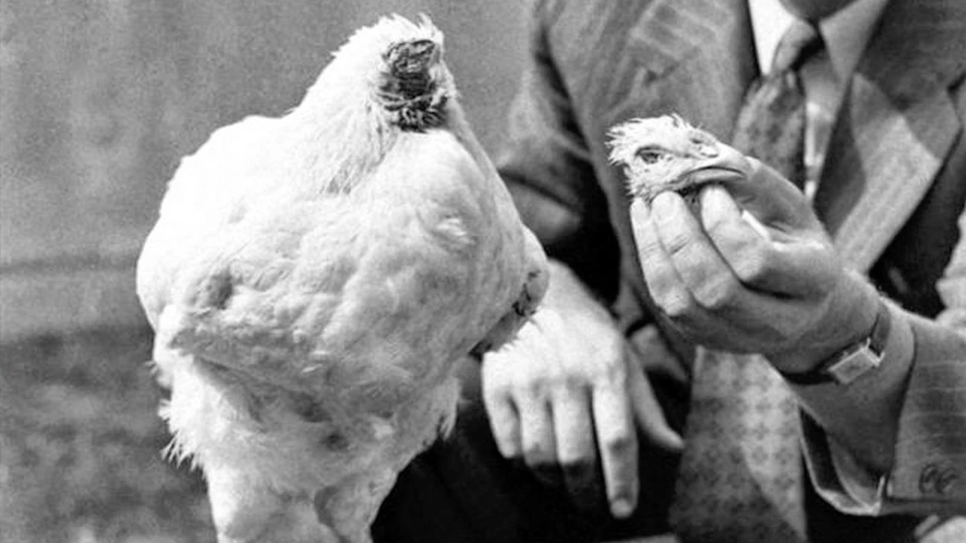 El pollo sin cabeza, conocido como Mike, en la foto junto a su cabeza, sujetada por Lloyd Olsen