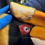 Fotografía cedida por el zoológico de Tampa donde se aprecia al ave llevando una prótesis realizada con una impresora 3D instalada en el lugar de donde extirparon un carcinoma de células escamosas,