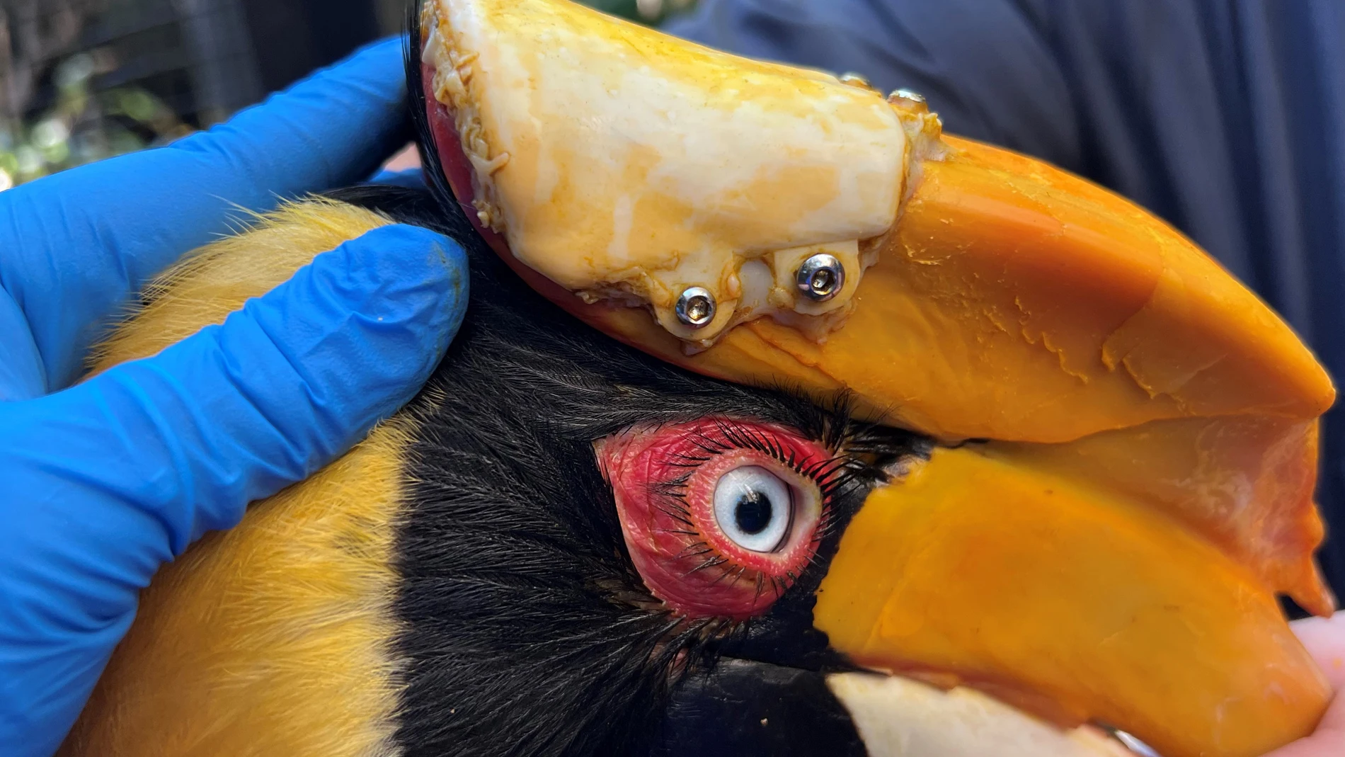 Fotografía cedida por el zoológico de Tampa donde se aprecia al ave llevando una prótesis realizada con una impresora 3D instalada en el lugar de donde extirparon un carcinoma de células escamosas,