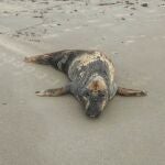 Ejemplar de foca gris avistado en la costa del Mediterráneo